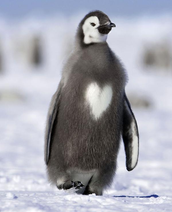 This Emperor penguin chick has a fluffy white heart on his tummy.