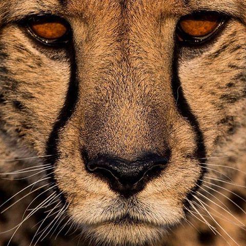 Nature_Fann's tweet photo. Challenges are what make life interesting and overcoming them is what makes life meaningful. https://t.co/Pz6hFctnHC