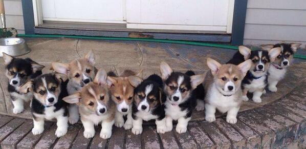 D0GGYL0VE's tweet photo. Corgi Pups! https://t.co/uhuEqpx1w9