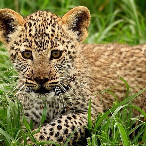 AMAZlNGLANDS's tweet photo. Look at those eyes! https://t.co/6NoIJI2V8K