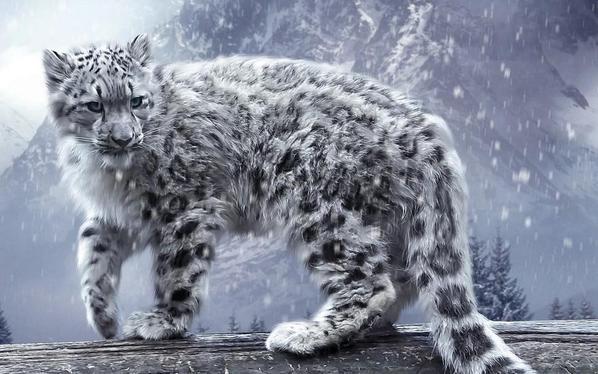 Snow Leopard