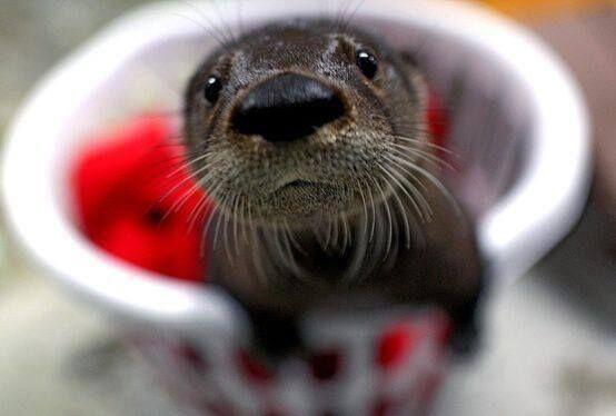 CaughtNCamera's tweet photo. Baby Otter checking you out. https://t.co/AUvBBBlUjI