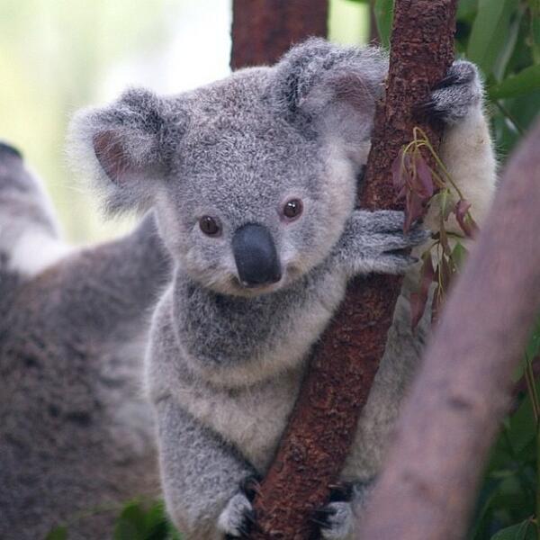 Koala bear resting on a branch
