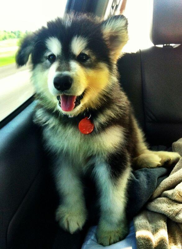 Malamute Pup