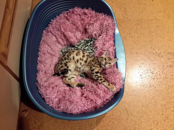 KittySmiIes's tweet photo. Dog bed? Not anymore! https://t.co/Tpn0dRMjZV