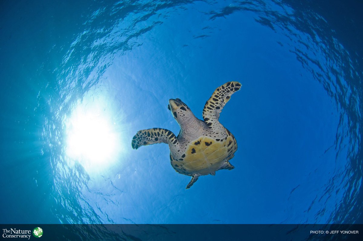 The Nature Conservancy tweet media