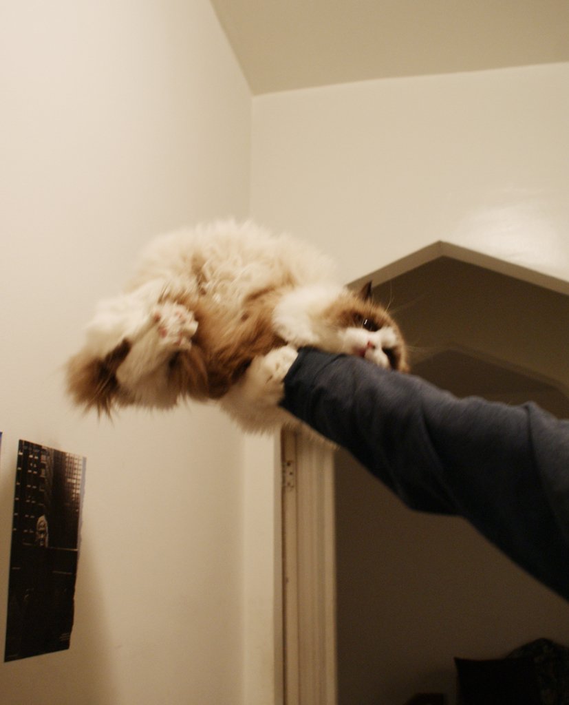 cellmotion's tweet photo. #cats #catlover #kittycat #funnycats #cutecats #lolcats #catsoftwitter https://t.co/l5JDl6muN0