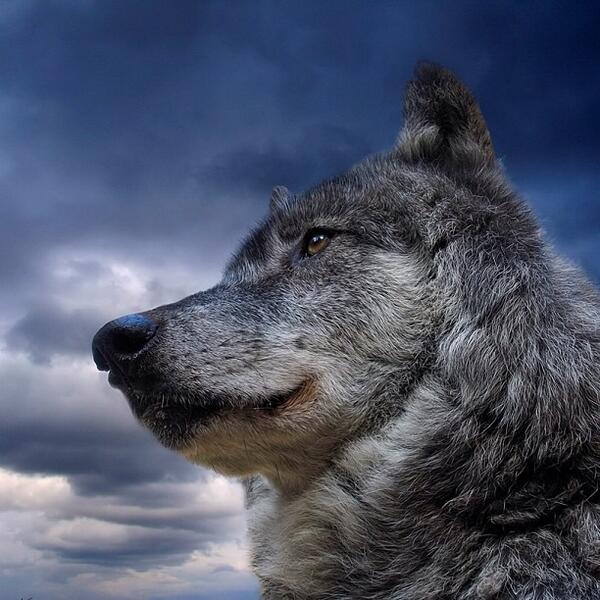 A wolf looking for something to eat