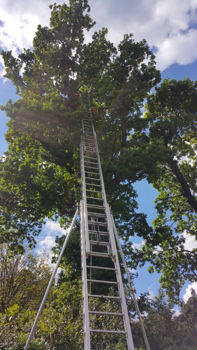 Hoddesdon_Fire's tweet photo. ladder, pitched to its full extension, and working at height equipment was used to allow us to free the bird. https://t.co/OWmrSqm84q