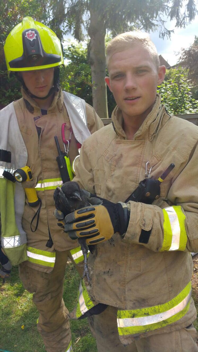 Hoddesdon_Fire's tweet photo. ladder, pitched to its full extension, and working at height equipment was used to allow us to free the bird. https://t.co/OWmrSqm84q