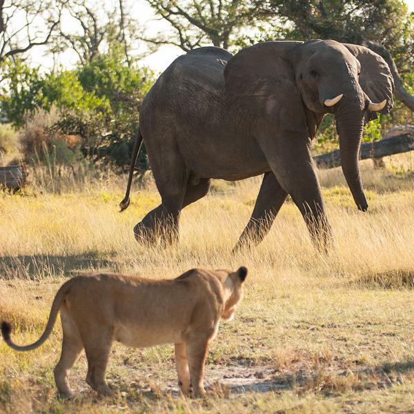 CaughtNCamera's tweet photo. Stand offs between these two strong animals is not uncommon. https://t.co/0Ix1g5nkf1