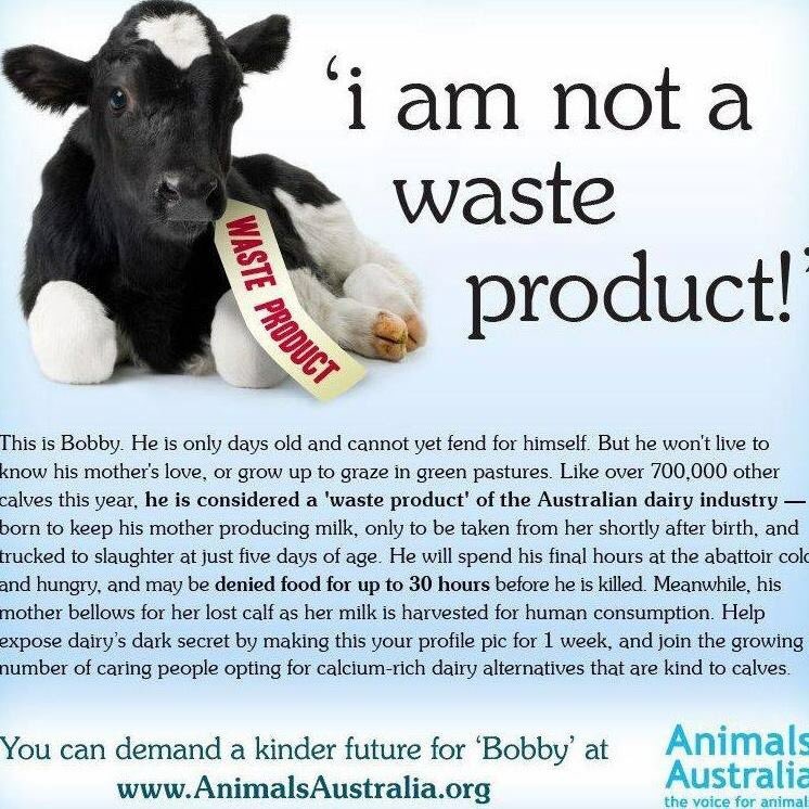 govegan123's tweet photo. #DairyIsScary #GoVegan #ditchcruely #notoxygen #crueldairy #farm365 #animalabuse #DitchDairy #watchearthlings #vegan https://t.co/FuqhhjjqCc