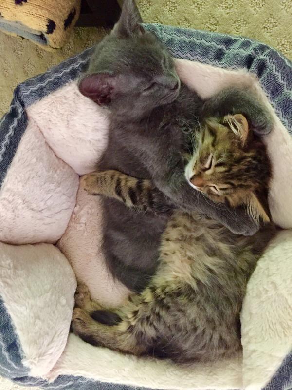 KittySmiIes's tweet photo. Got a brother for our kitten. I think he approves https://t.co/MMXB6wOyWj