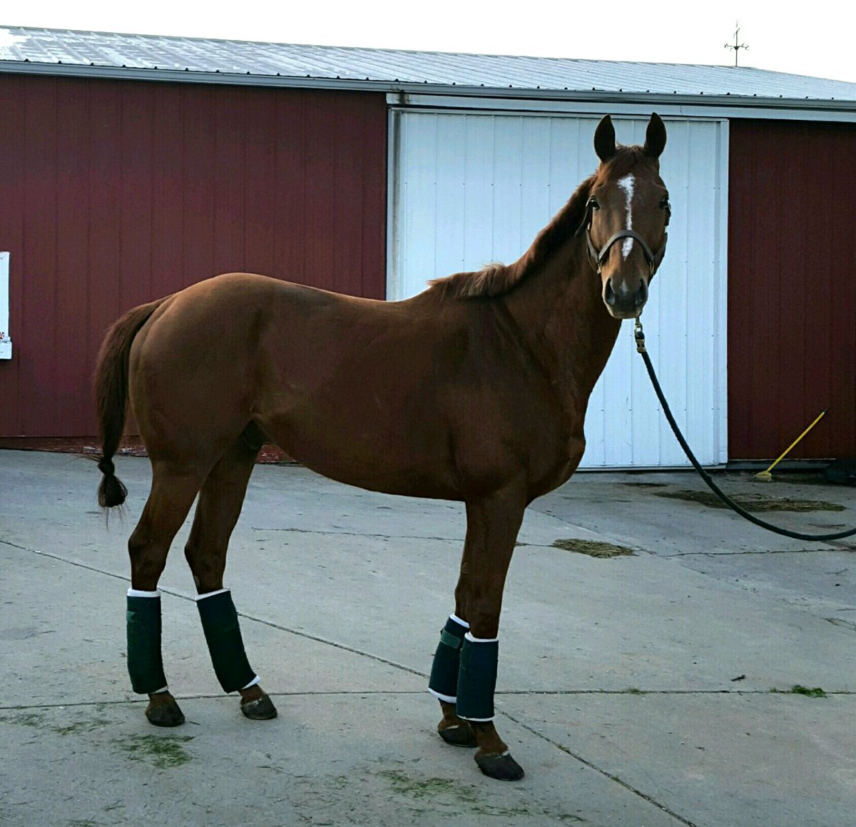 BetterSoDressag's tweet photo. My new guy, One for Biscuit, 9 yr old #OTTB shipped in from Illinois last Wednesday.  Love him! #BiscuitOTTB https://t.co/O7GTvS9IOh