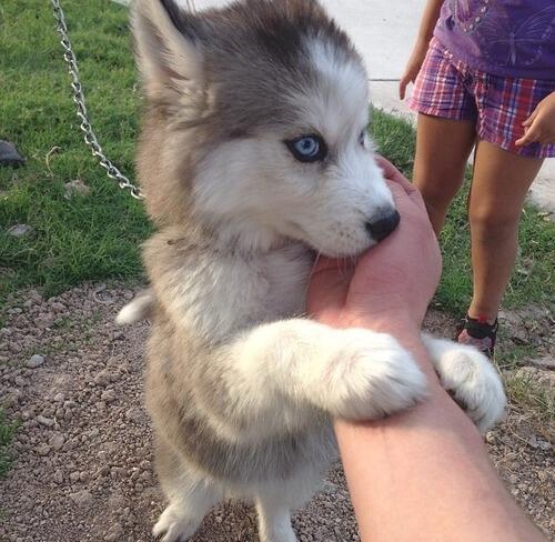 D0GGYL0VE's tweet photo. Little husky wants some hugs. https://t.co/EYi5sWLzEH
