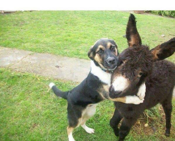 PET_SMlLES's tweet photo. "This is my friend!" https://t.co/oBeDNrvgGR