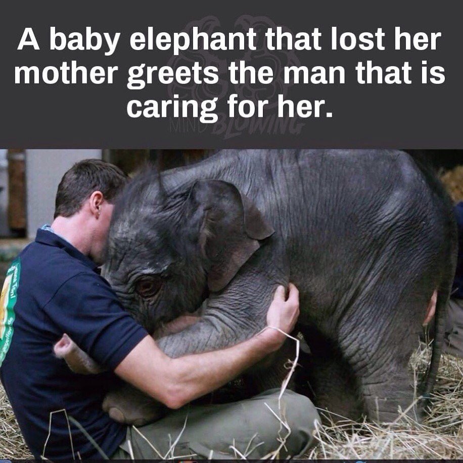 Rossmac212's tweet image. Animals are amazing🐘