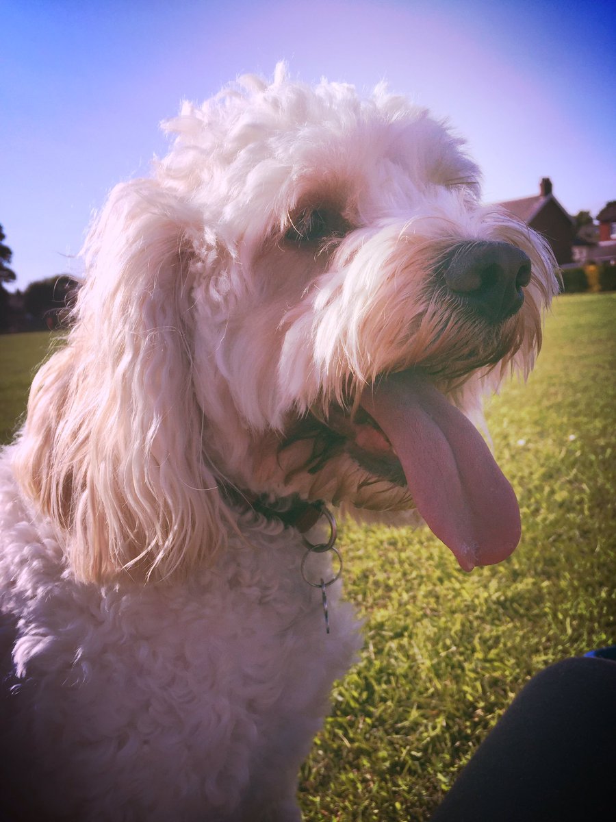 MerlinCockapoo's tweet image. Bllleeeuuurrrggghhhh! 👅🐶#dogsoftwitter