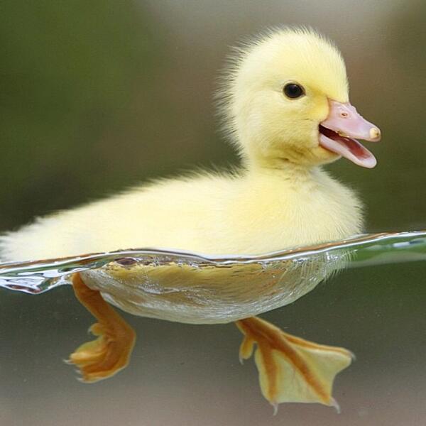 AMAZlNGLANDS's tweet photo. Happy little ducky. https://t.co/n2kKZ33wPo