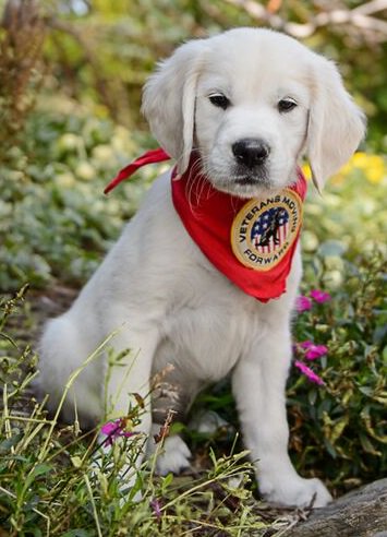 Veterans Moving Forward tweet media