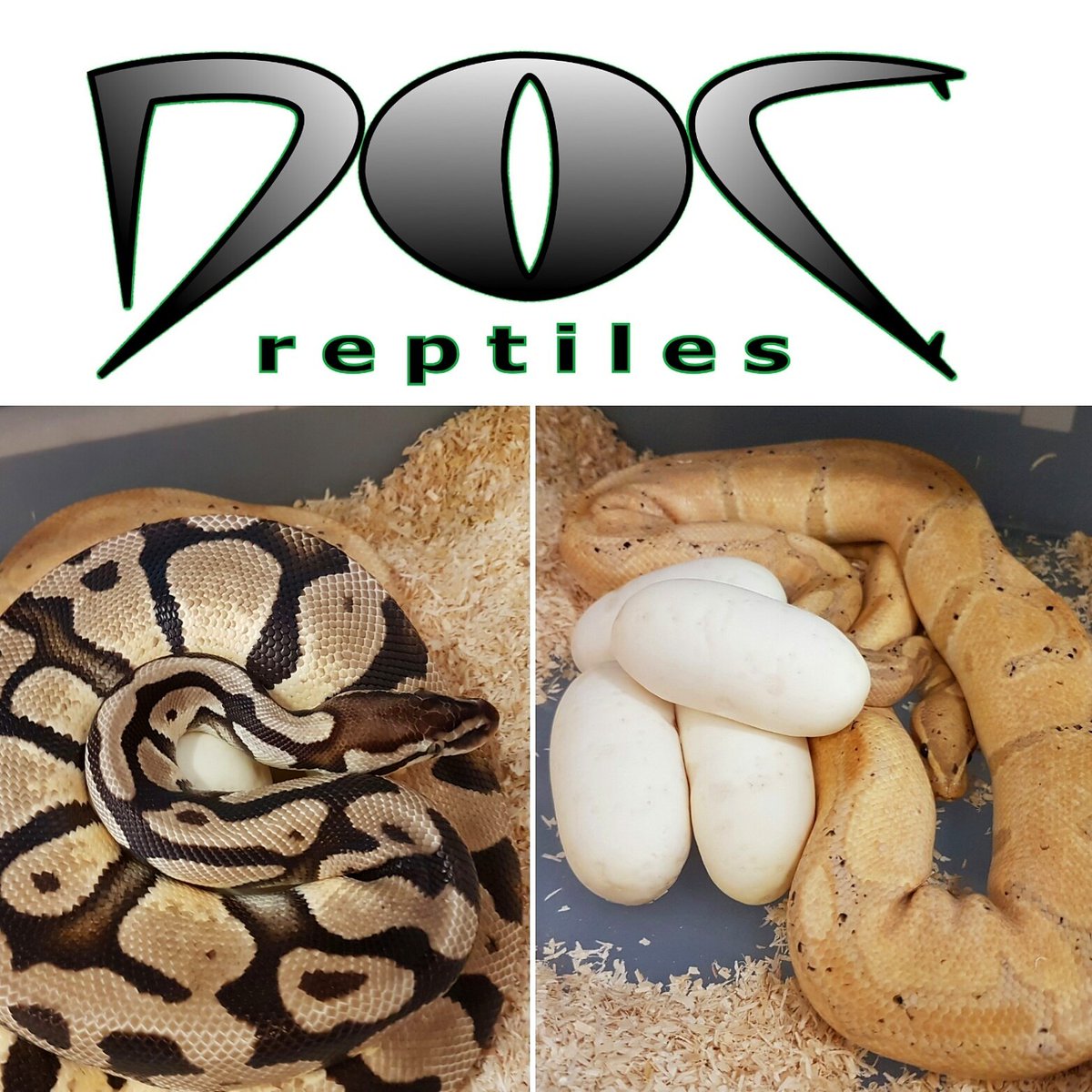 DOC_Reptiles's tweet photo. So cute to see both Mum and Dad cuddling their eggs (he's underneath her in pic on the left)!! 😍 #royalpythons #eggs https://t.co/HwrkOHj3MC