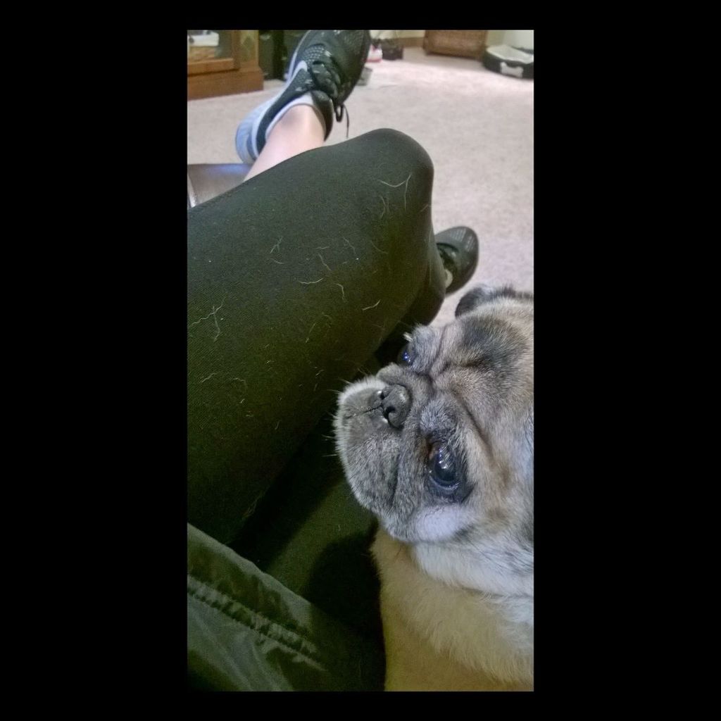 Puglee_Pug's tweet photo. Black leggings + pug fur= Pug mom problems😐 But I don't care...always have lint brushes handy😉😁🐾 #pug #pugsofinstag… https://t.co/M9etdT5LXT