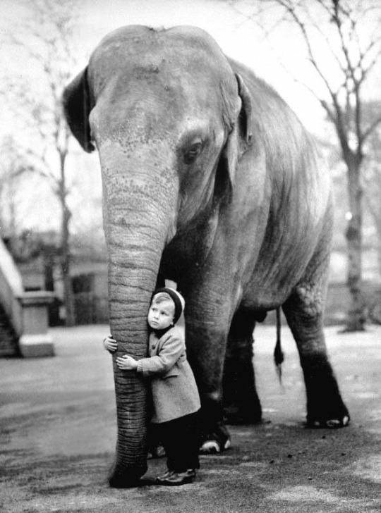 Unlikely friends, London Zoo, 1958.