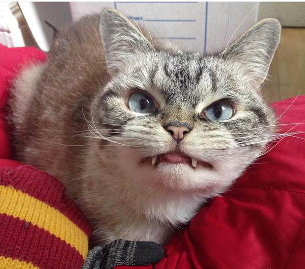 KittySmiIes's tweet photo. "Problem?" https://t.co/gD0oHjbTuK
