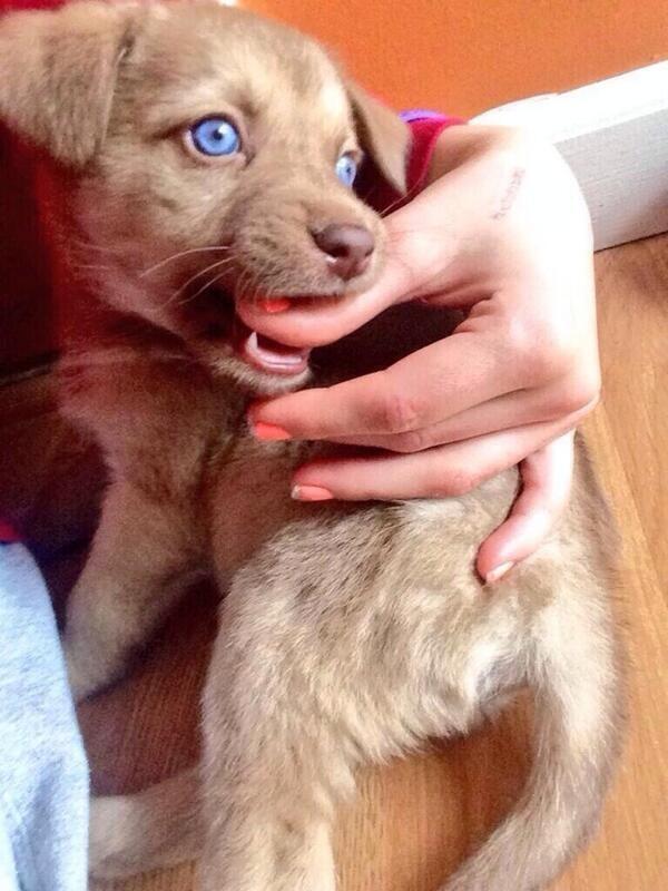 D0GGYL0VE's tweet photo. Blue eyes https://t.co/sMThW9J2Cz