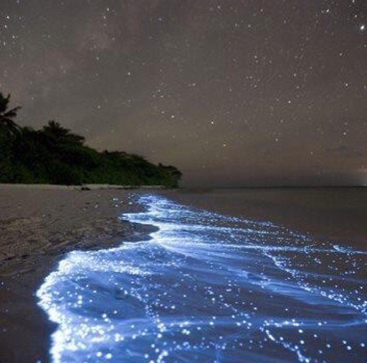 gapyear's tweet photo. In the #Maldives there is a beach which glows bright blue at night https://t.co/qEImdXapvA