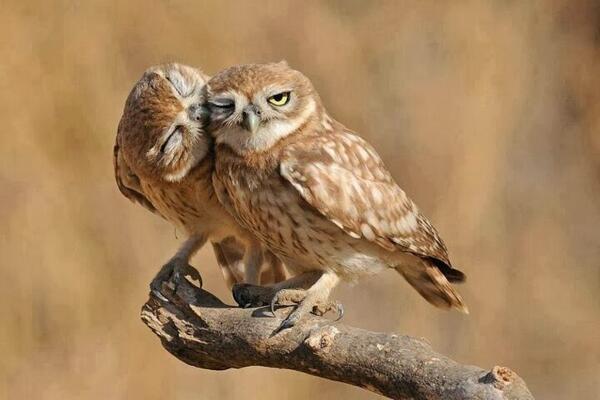 A cute couple