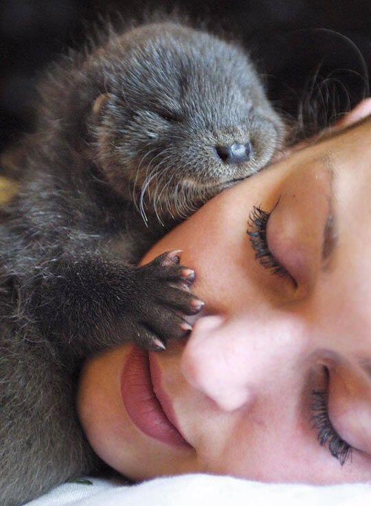 StumblerVideos's tweet image. My new life goal is to be hugged by an otter