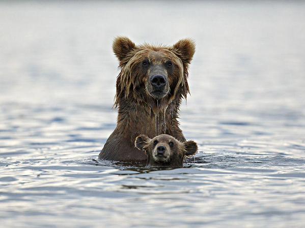 ILoveAnimaIs_'s tweet photo. "Mama bear and baby bear go for a swim https://t.co/oJlnK8wpXd
