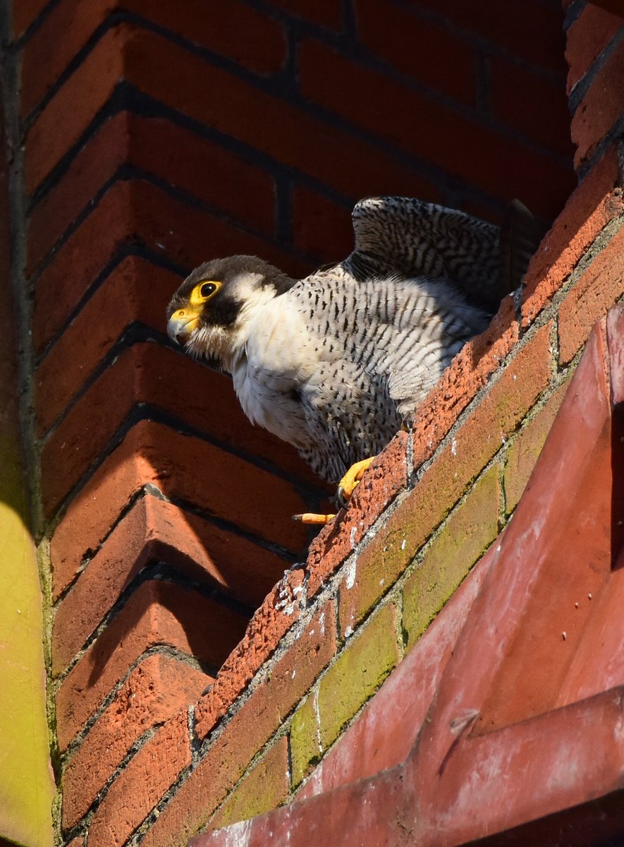 Dylan Parry Davies On Twitter The Peregrine In Colchester