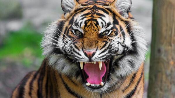 A Tiger's Roar