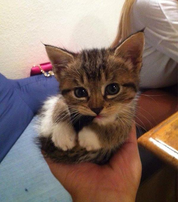 L0VECATS_'s tweet photo. I caught the tail! https://t.co/DcBaibTRHC