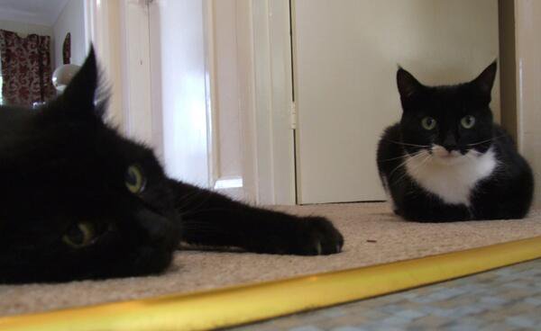 My cat is sad because he talked passionately about feminism to my other cat, who replied by saying "I enjoy string."