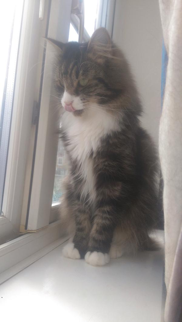 PET_SMlLES's tweet photo. My little boy is so handsome https://t.co/Vk3PsGcDit