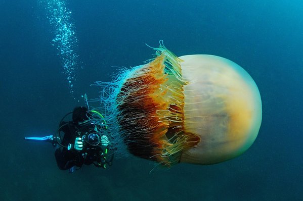 TraveIProblems's tweet image. A giant Nomura&apos;s jellyfish dwarfs a diver in this image captured by Brazilian photographer Lucia Terui