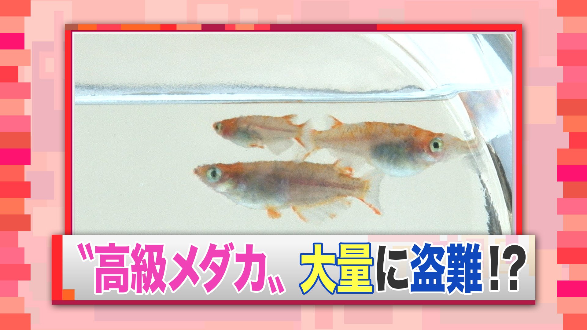 羽鳥慎一モーニングショー 5 23放送 狙われた施設のメダカ 実は高級観賞魚 佐賀県の障がい者自立施設でメダカ が三百匹盗まれました 今や絶滅危惧種に指定されたメダカ 希少な種がマニア間で高額で取引されています 今回の事件 自立を目指す心を