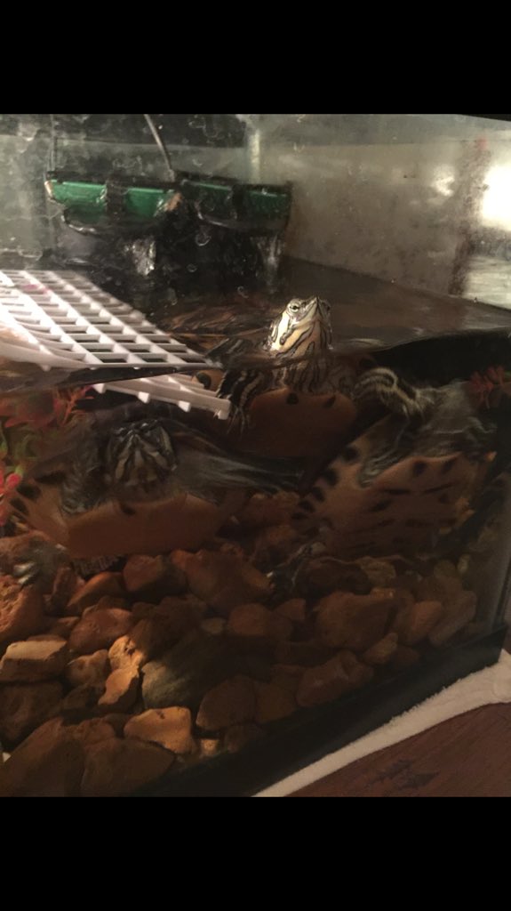 FarawayJacob's tweet photo. @ShopShellyCove 🐢 Squirtle, Lily, and Crush would love any of them 🐢 (And of course me too) 😉 https://t.co/rKPdqm7NT9