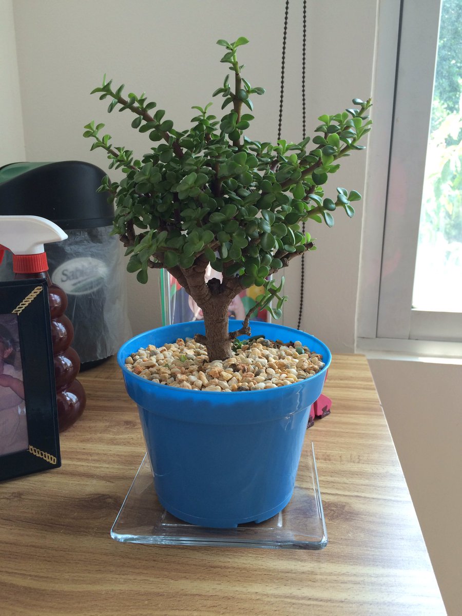theta_moon's tweet photo. El nuevo inquilino del consultorio https://t.co/S4GQp0PbkZ