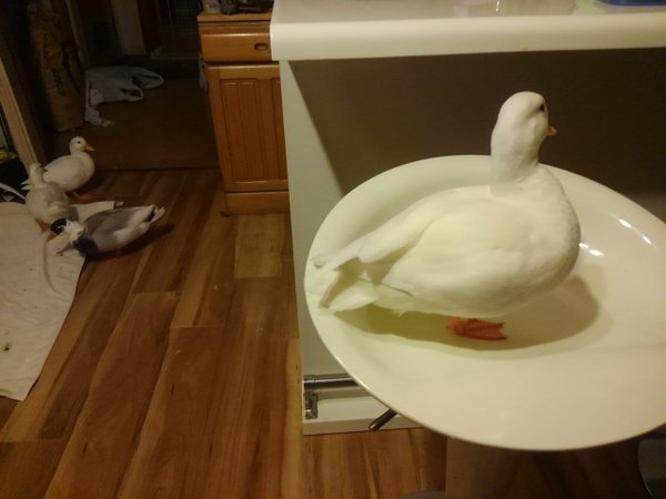 DolanDark's tweet image. Dinner is Ready