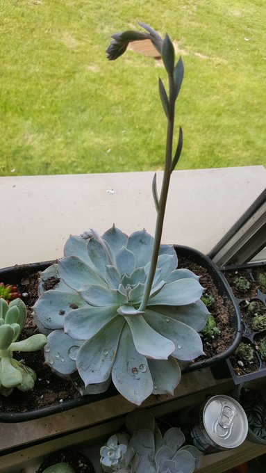 My lil bloomer 😍 https://t.co/YaSEnjqEve<a href="/tag/pokemongo"class="tags"><span>#pokemongo</span></a>