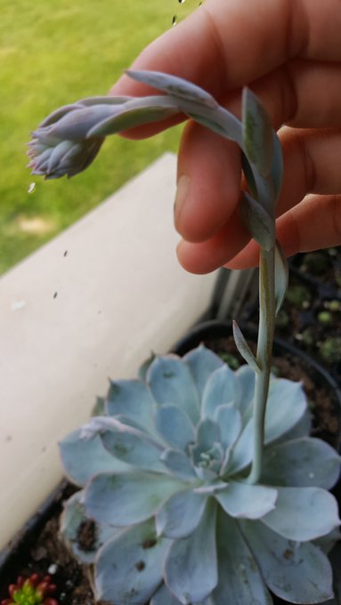 My lil bloomer 😍 https://t.co/YaSEnjqEve<a href="/tag/pokemongo"class="tags"><span>#pokemongo</span></a>