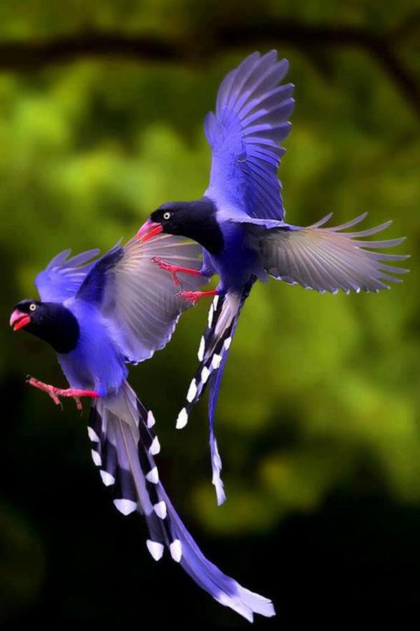Nature_Fann's tweet photo. Taiwan blue magpie https://t.co/5bOcX6WV11