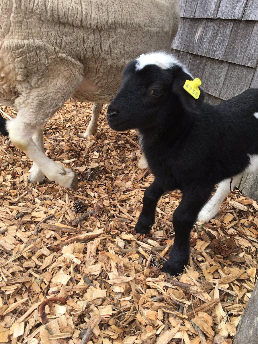 Baby lamb at @FARMInstitute #SoCute