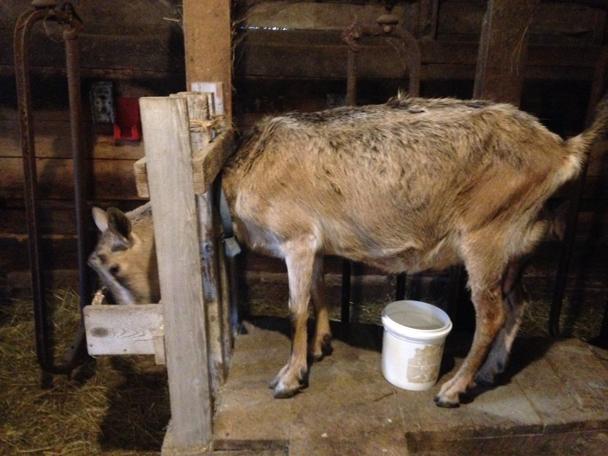WooliesNS's tweet photo. Milk replacer volunteer. #GoatMilk #naturalGoodness #upperbrookFarming https://t.co/qlD6ArepHx