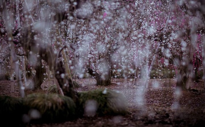 GirlsandTravel's tweet image. Magical photos of blossoming plum trees!
#JapanInBloom #PlumTree #CelebrateSpring
mymodernmet.com/profiles/blogs…