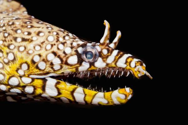 Dragon Moray Eel